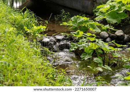 a streamlet under an ancient bridge