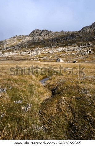 Streamlet winding through alpine grass                               