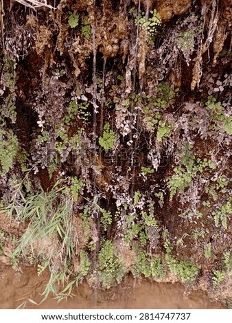​Gentle streams of water trickling down a dark, wet rock wall covered in delicate green maidenhair ferns and mosses.
