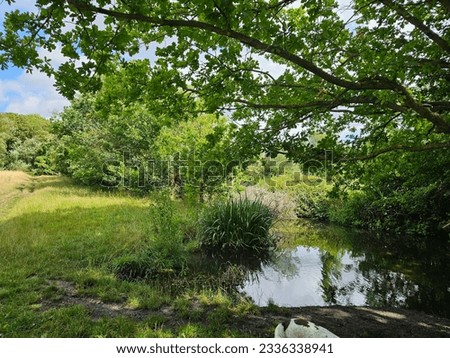 A streamy river with grass and trees under the blue sky with sunshine