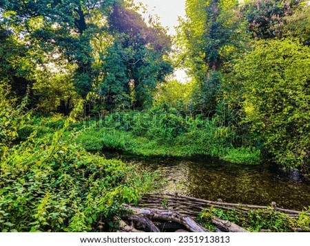 A streamy river surrounded by trees under the blue and sunny sky
