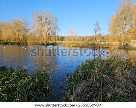 A streamy river with trees and grass under the blue and sunny sky throw a meadows