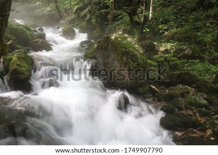 Streamy water  in the forest
