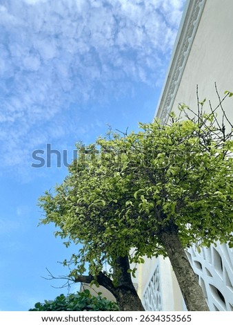 Streblus asper is a small to medium tree species from the Moraceae family (mulberry or fig family), which is known by various common names depending on the region