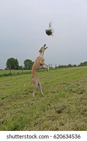 Streching Funny Galgo