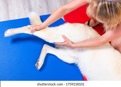 Streching Of The Rear Leg Of A Dog Lying On The Floor In A Vets Office