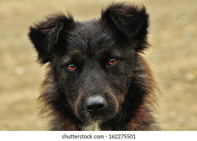 Black stray dog Images, Stock Photos & Vectors | Shutterstock