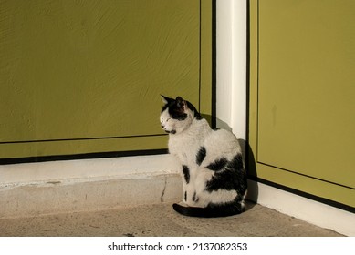 Street Black And White Mix Breed Cat At House Corner Resting In Sunny Day