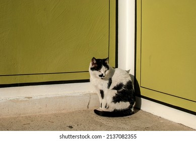 Street Black And White Mix Breed Cat At House Corner Resting In Sunny Day