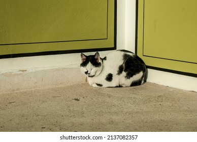 Street Black And White Mix Breed Cat At House Corner Resting In Sunny Day