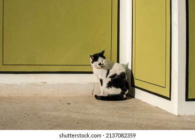 Street Black And White Mix Breed Cat At House Corner Resting In Sunny Day