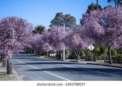 Street with bright pink flowering trees, spring in the city - Powered by Shutterstock