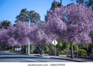 Street with bright pink flowering trees, spring in the city - Powered by Shutterstock