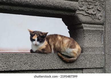 Street Calico Cat In Guangdong China