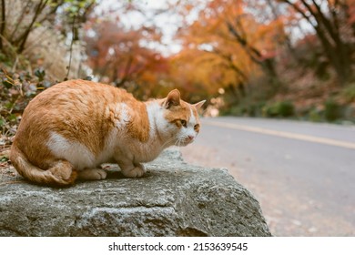 Street cat. Beautiful red cat stretches. Cat stretches on the rock.