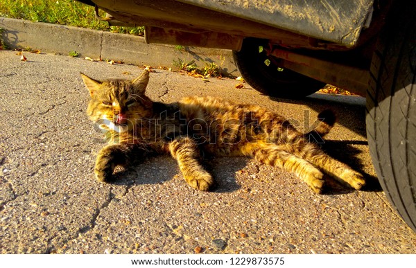 Street cat. Big old gray brawn\
striped cat resting under rusty car in the bright hot sunny\
day.