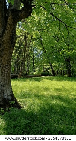 Similar – Image, Stock Photo Path in an oak grove path