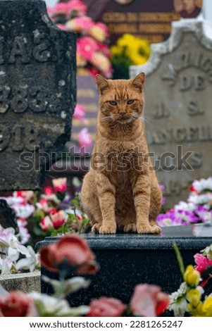 Street cat in a cemetery in Azores Island, Portugal