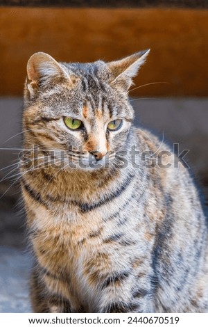 Similar – Cat Close-Up Animal Pet