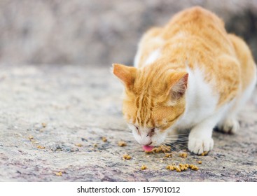 Cat Licks Food Into Balls Cat Licks Food Into Balls
