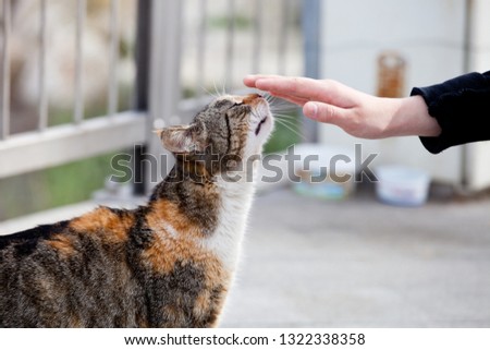 Street cat enjoys being stroked by girl’s hand