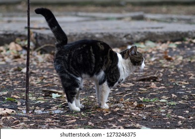 Cat Marking Territory Images Stock Photos Vectors Shutterstock