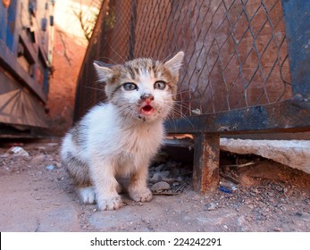 Street Cat In Marrakesh, Morocco