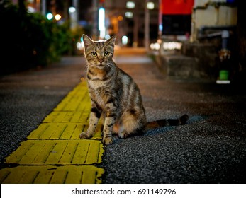 Street Cat At Night