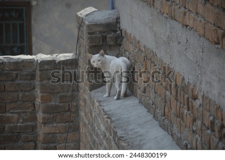 A street cat prowls with silent grace, its fur a patchwork of shadows and moonlight. Eyes gleaming with untamed curiosity, it navigates the urban landscape with a blend of independence and resilience,