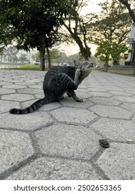 A street cat scratching its head using its paw on the road near the Indonesian campus lake