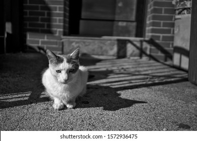 Street Cat Seen Outside A Bodega In Williamsburg, Brooklyn