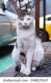 Street Cat In Seoul Korea