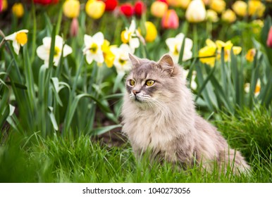 Street Cat In The Spring Garden. Gray Fluffy Cat Sits In Flowers. Cat In The Flowerbed. Copy Space. Spring Time.