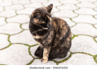 Street Cat. Very Beautiful Color Scheme. The Cat Sits On The Rocks And Pretends Not To See The Photographer.