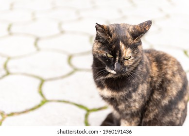 Street Cat. Very Beautiful Color Scheme. The Cat Sits On The Rocks And Pretends Not To See The Photographer.