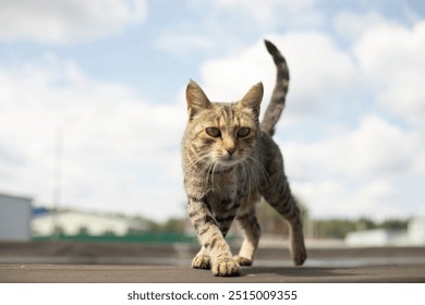 Street cat. A cat walks towards the camera. Stray animal on the street. Pet walks. - Powered by Shutterstock