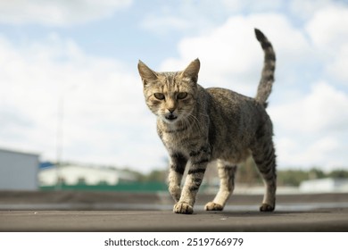 Street cat. A cat walks towards the camera. Stray animal on the street. Pet walks. - Powered by Shutterstock