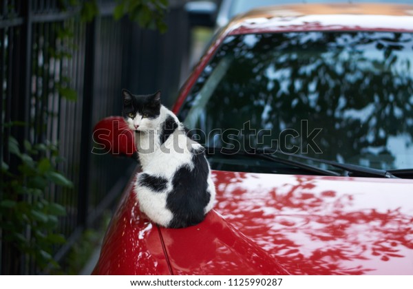 The street cat is warmed by the car. cat  is sitting
cat on car.