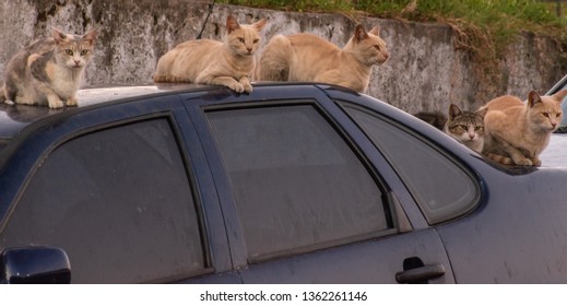  Street Cats Sleeping On A Car. They Raised Their Faces When I Took My Camera.