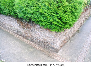 Street Corner With A Wall And A Green Trees Pavement Abstract Aerial