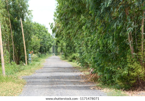 Street in the countryside\
with trees