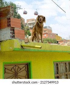 Street Dog In Bogota, Columbia