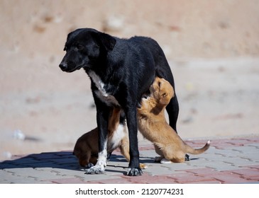 Street Dog Breastfeeding Her Newborn Puppies .