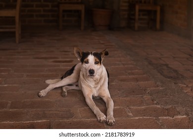 Street Dog In El Salvador