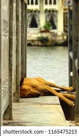 Street Dog At Gangaur Ghat