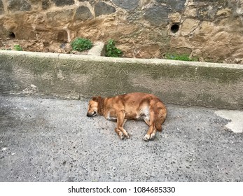 Street Dog in Istanbul, Turkey