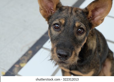 Street Dog Looking At You With Curious Or Sad Eyes.