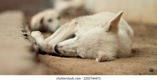 Street Dog Lying Down Sleeping
Sleeping Dog
Street Dog Photography
Wild Life
