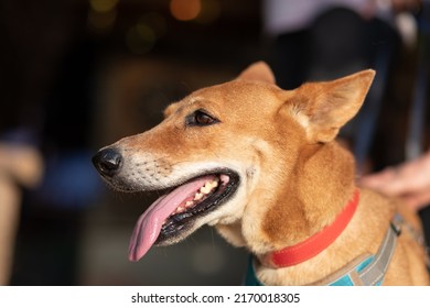 A Street Dog Rescued By An Animal Welfare Group, Sits Panting With His Tongue Hanging Out 