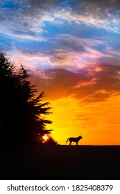 Street Dog Silhouette At Sunset